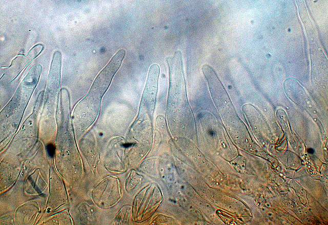 Galerina da deteminare n�11.